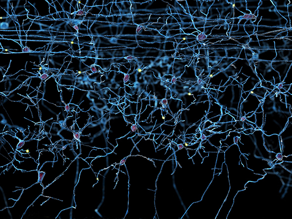 B-Cell–Depleting Therapies in Multiple Sclerosis