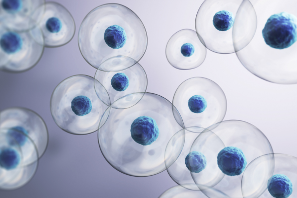 Maintenance Strategies in the Posttransplant Setting